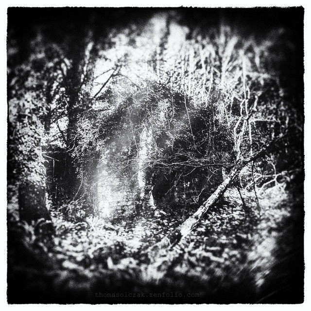 Forest Home Kenmare TomaszOlczak #296782