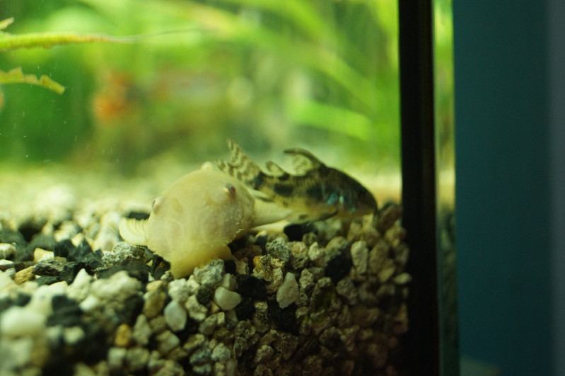 Derwisz | SONY DSC