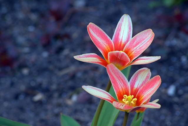 SONY DSC pysiu #273661