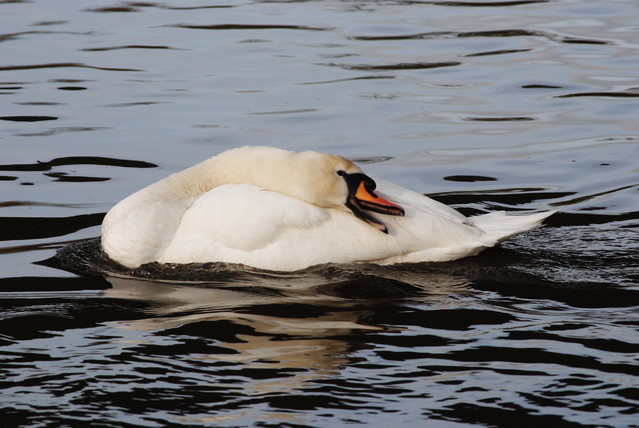 Agnieszka Nawrocka #288011