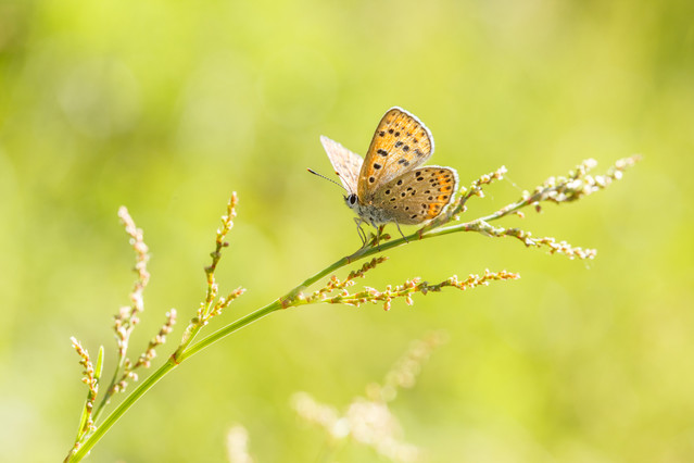 Marcin Rydzewski Portrecik