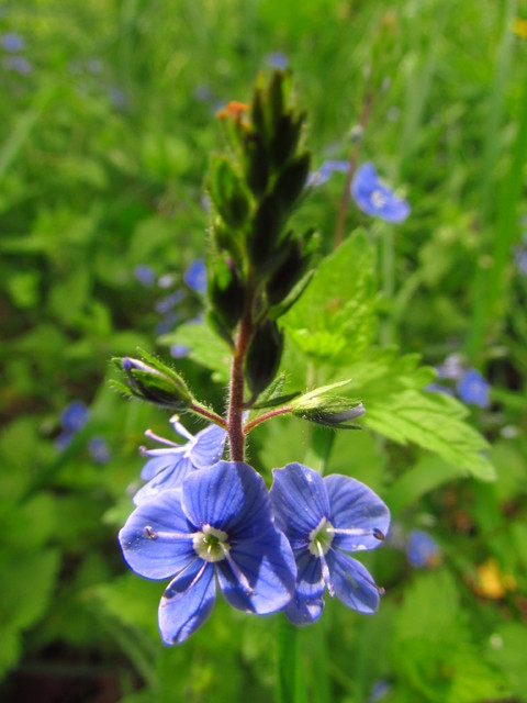 Firmware Version 1.00 #149458