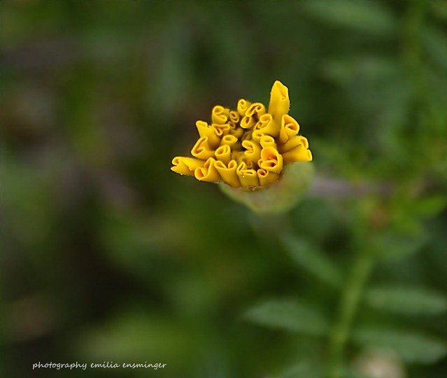 SONY DSC artistemily #164131