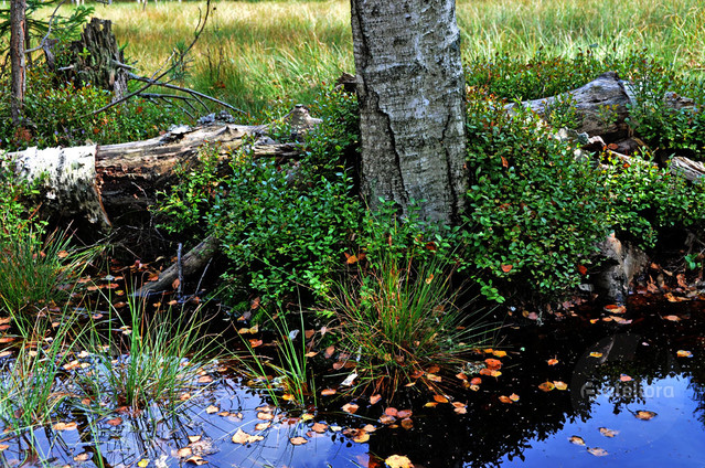 Zbigniew Kapusta #266778