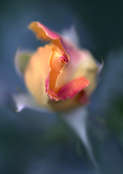 Magdalena Malik róża