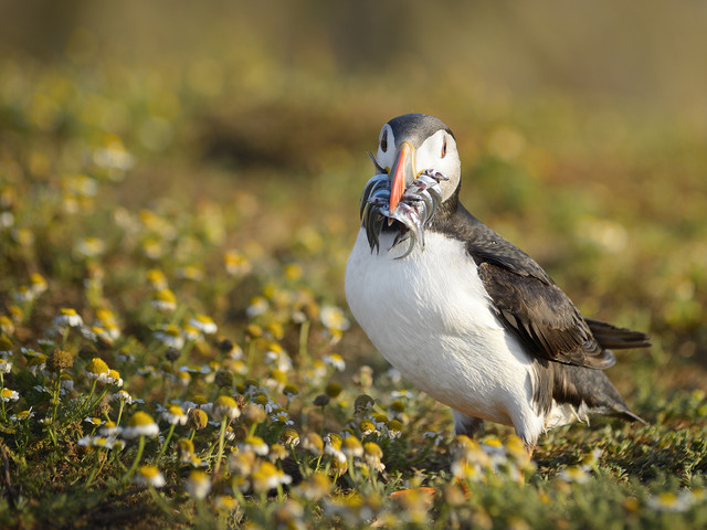 Pawel Prus Puffin