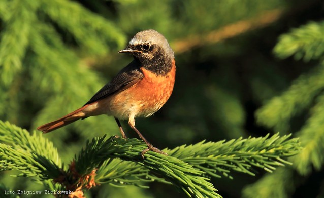 Pan pleszka Dolina Noteci-Canon 7D- Tamron SP 150-600mm F /