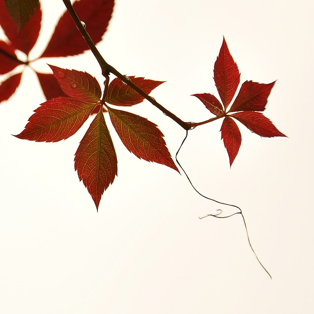 Pragnienie Picasa #174142