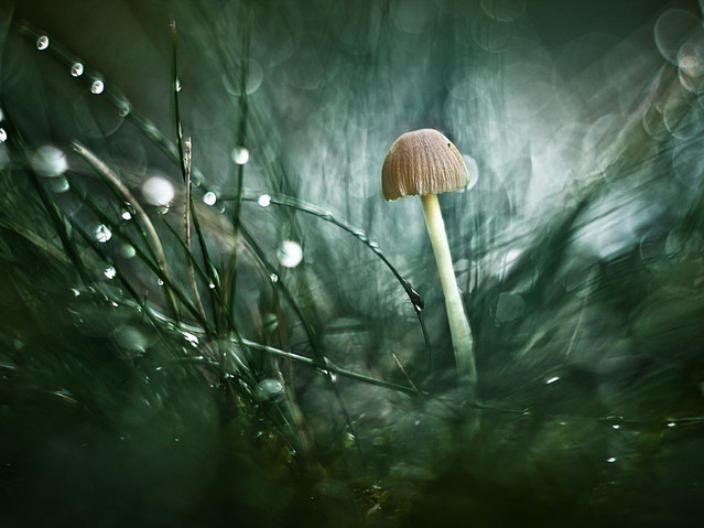 macrofun Znaleziony w trawie