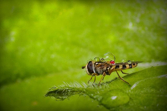 macrofun Dostawca wody pitnej...
