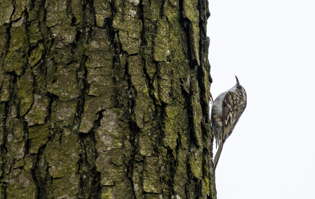 pełzacz leśny D_WOJTALA #329993