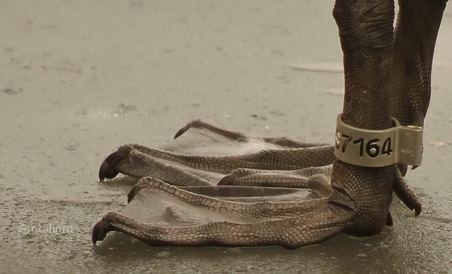 na lodzie dzikowskileszek8 #193633