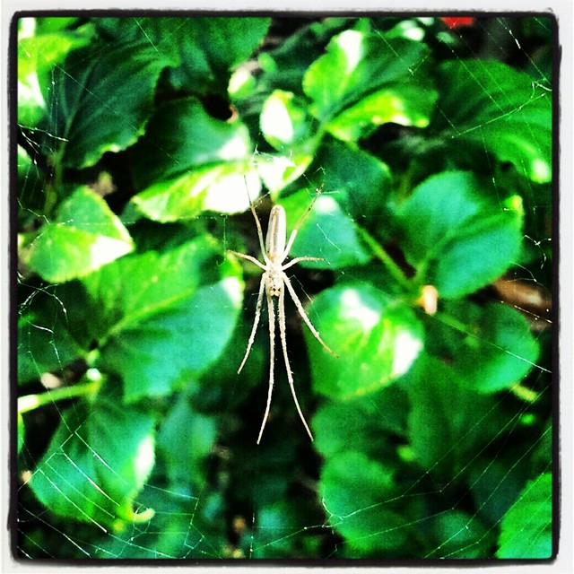 Just (5) spider Łukasz Łagód #206361