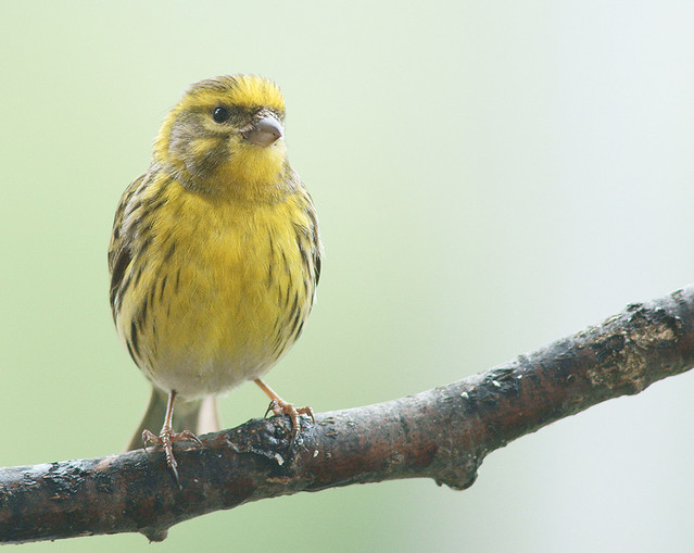 A czyż to nie czyż...? trocinek1 #197650