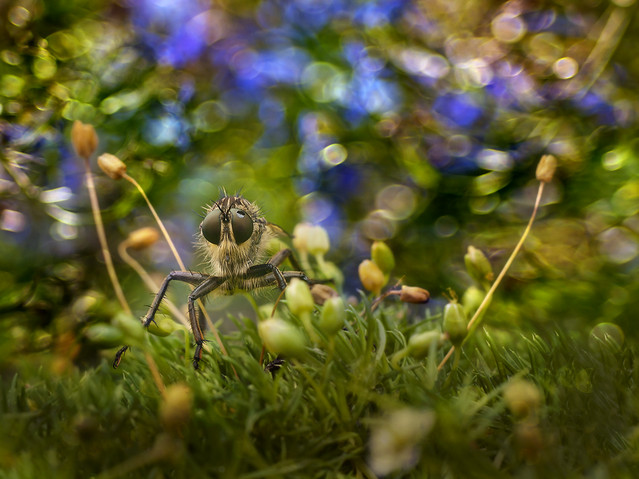macrofun Łowik czarniawy