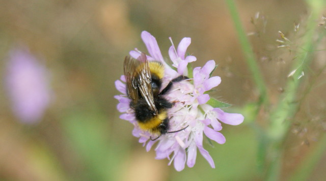 SONY DSC Izabella Mateusiak #116947