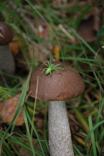 qcyber Koźlarz babka & Spachacz zielony (Micrommata virescens)