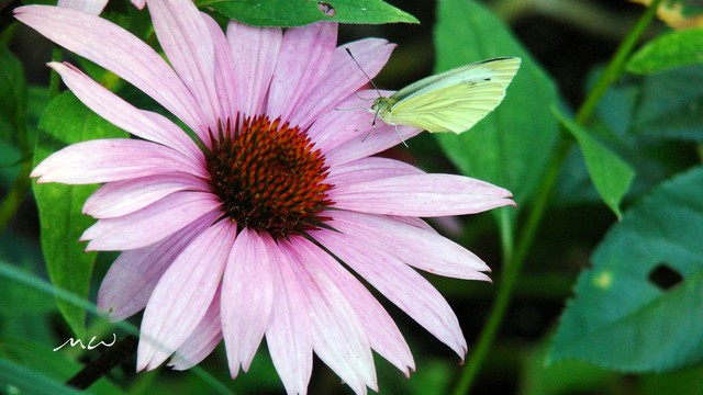 Mirosław Wysocki #310404