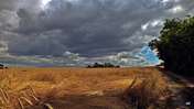Picasa 