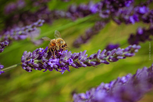 Miód lawendowy - początek produkcji. Prowansja Piotr Schmidt