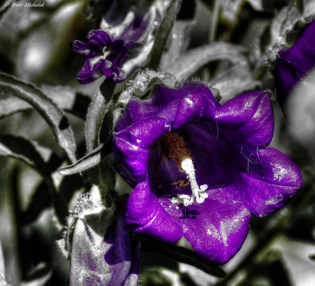 Piotr Michalak #266626