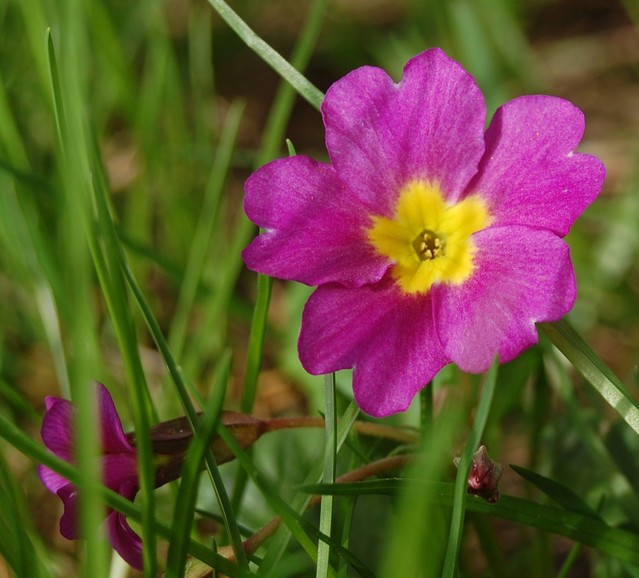 Maria Ostrowska #144182