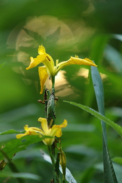 Koscijanczuk     Jerzy 