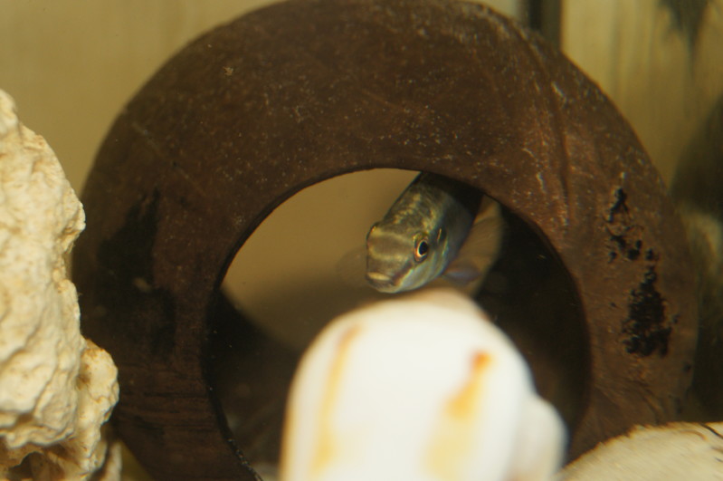 Derwisz | SONY DSC