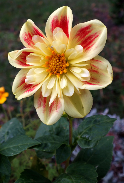 Zdzisław Zalewski #231942