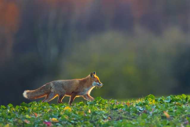 Paweł Bożek #348472