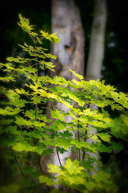 Tomasz Naglik #255969