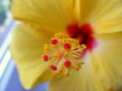 Picasa 