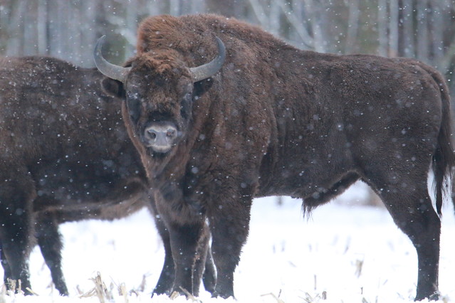 Tomasz Pisulla #348616