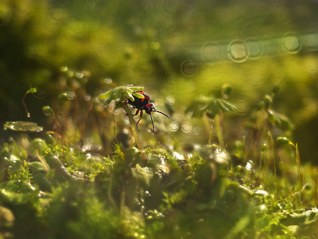 macrofun Kubełkowa dżungla