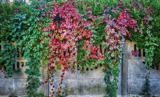 SONY DSC SONY DSC Tomasz Naglik #348248