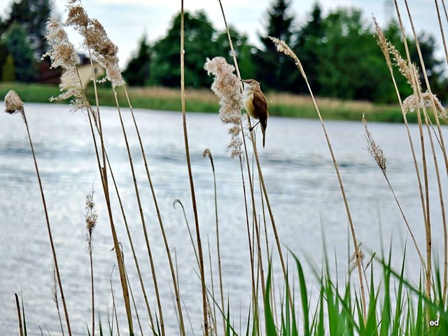 Picasa #348952
