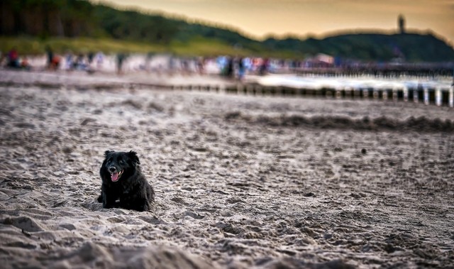 SONY DSC SONY DSC Tomasz Naglik #348093