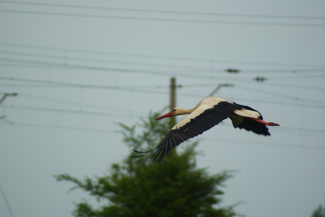 SONY DSC Misiekmaestro #173697