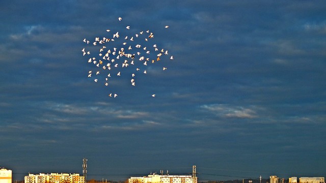 Nad Łodzią Picasa #268829