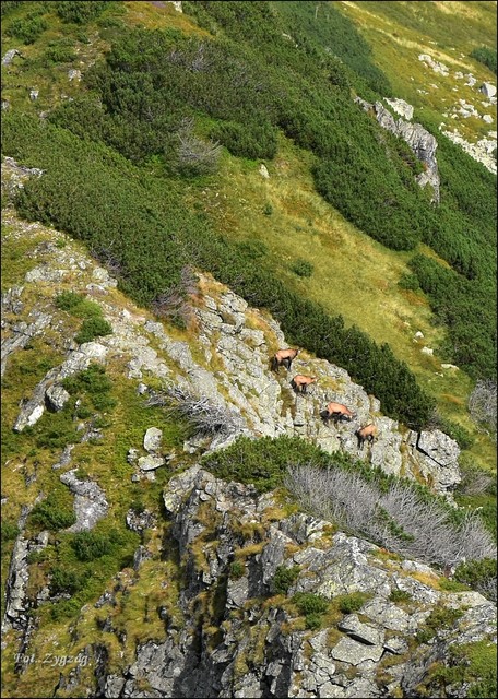 Kozice Zygzag #347845