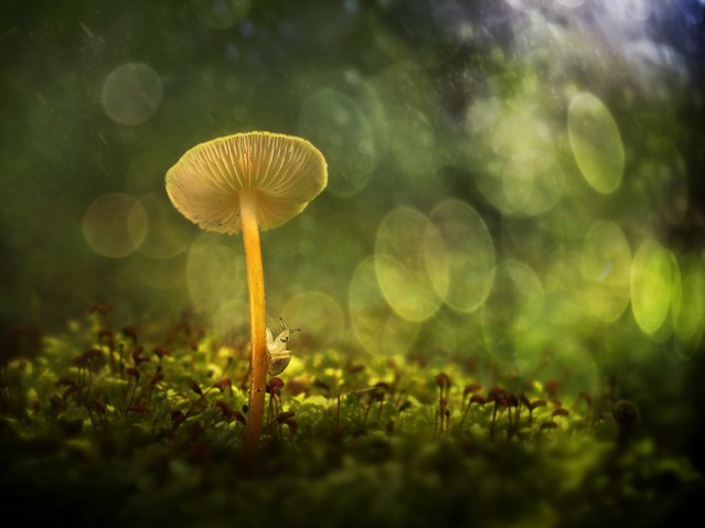 macrofun Jam jest taki malutki...