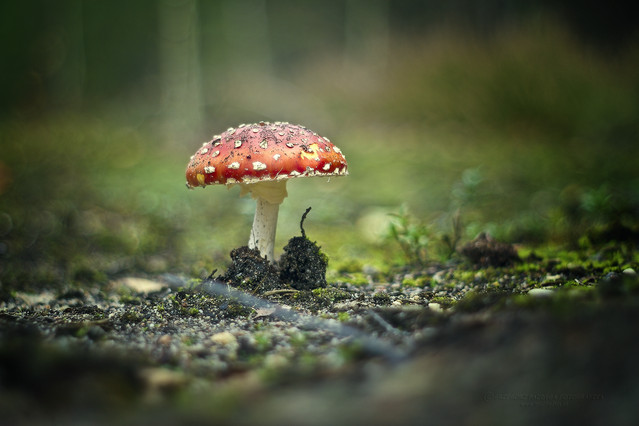 macrofun W zaczarowanym lesie - opowieść o muchomorku.