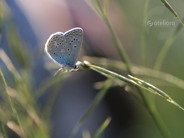 Sezon rozpoczęty..! :) Anka Bujniewicz #212246