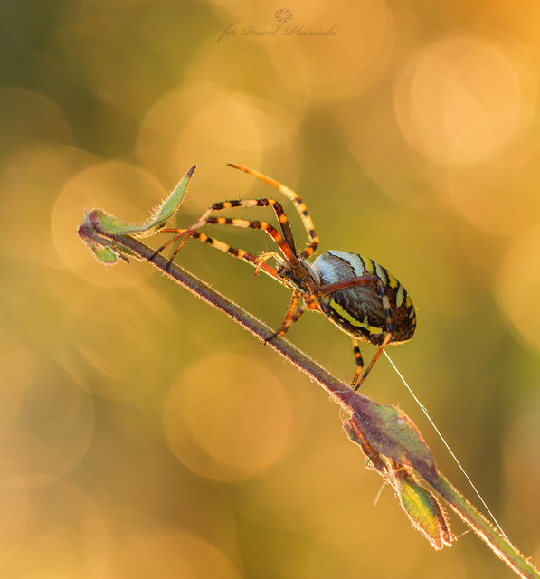 Pawel Plucinski #316674