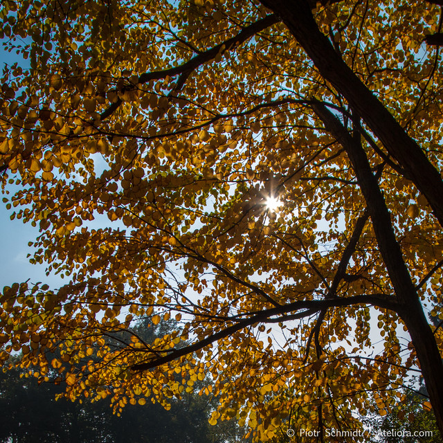 Jesień we wrocławskim parku. Jesień we wrocławskim parku. Piotr