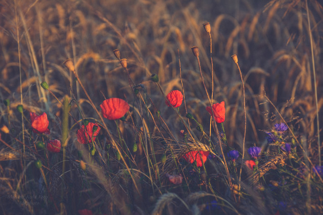 MariuszFotografia #325709