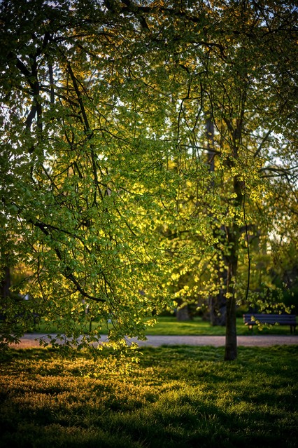 Tomasz Naglik #348910