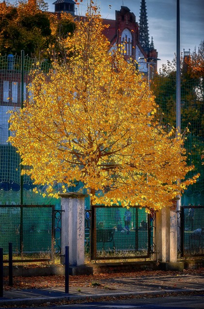 SONY DSC Tomasz Naglik SONY DSC