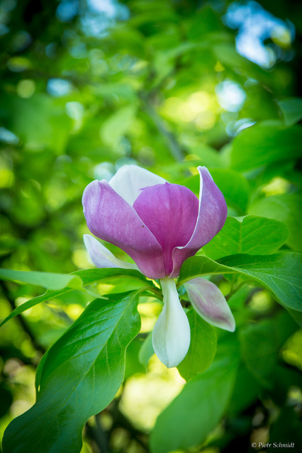 Arboretum Wojsławice. Piotr Schmidt #307898