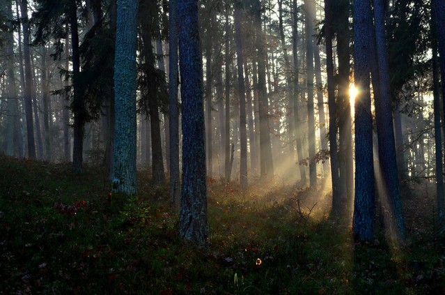 Krzysiek Cegiełka #272006